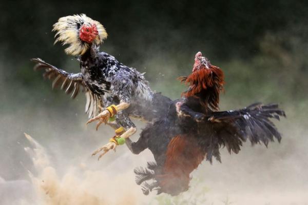 中国四大斗鸡有哪些?