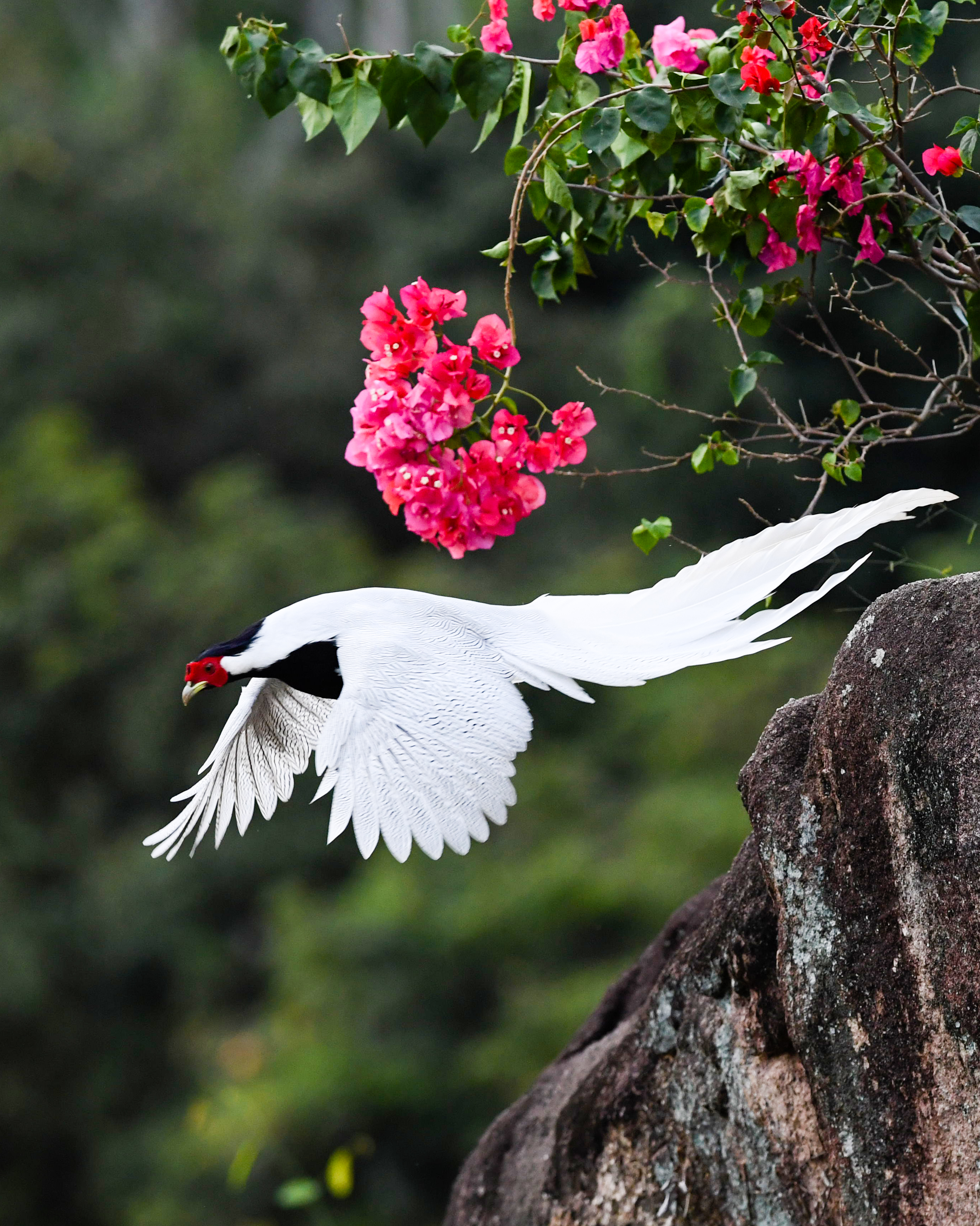 福建南靖:大美白鹇成新景(2)