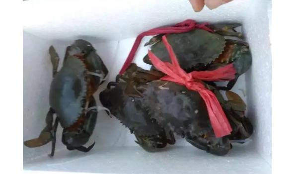 红鲟和菜鲟有什么区别