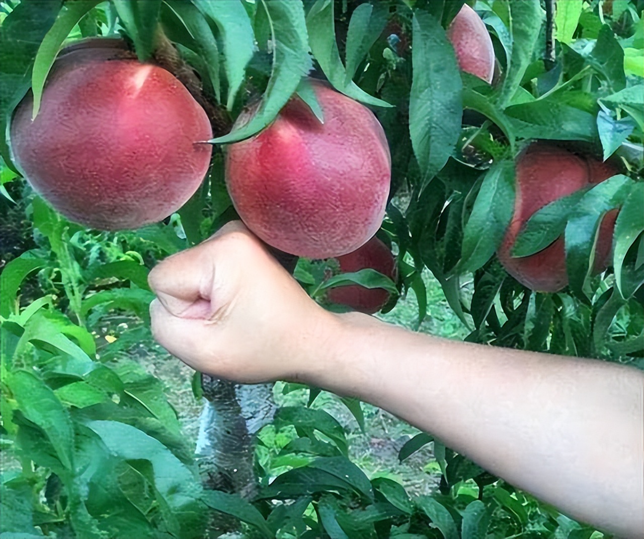 黑桃皇后,国内的有名果树