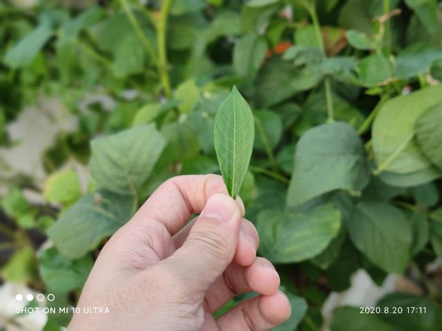 小米10至尊纪念版评测:十年历程,它是献给米粉最好的礼物