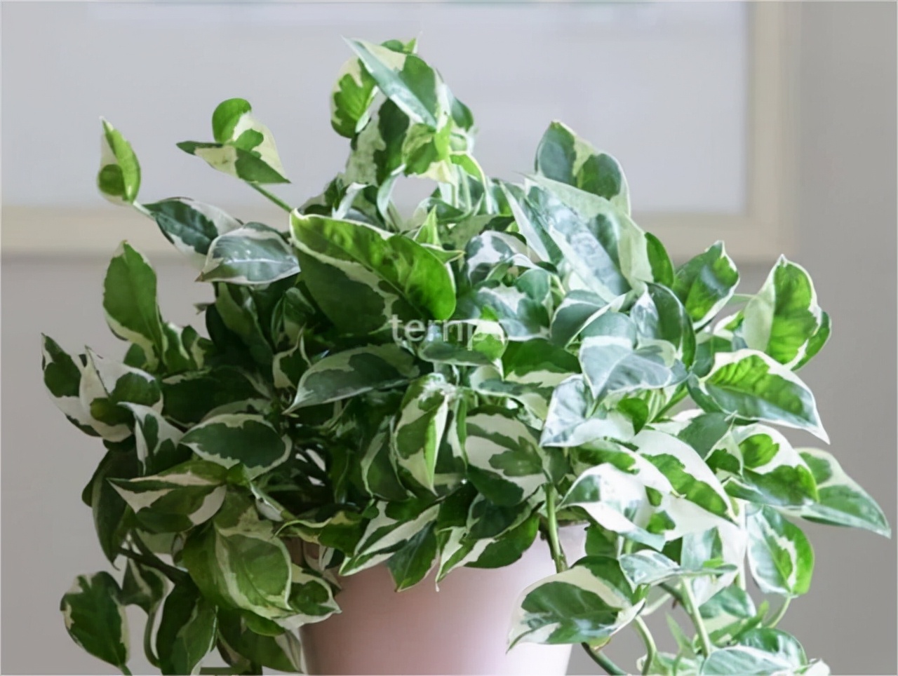 生命之花——花叶绿萝