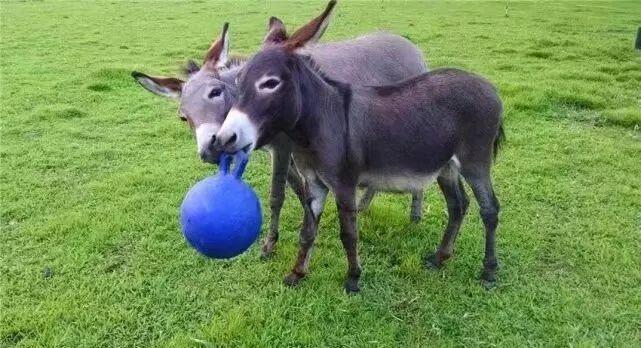 迷你驴是来自国外的宠物,如何饲养,需要学会这些方法