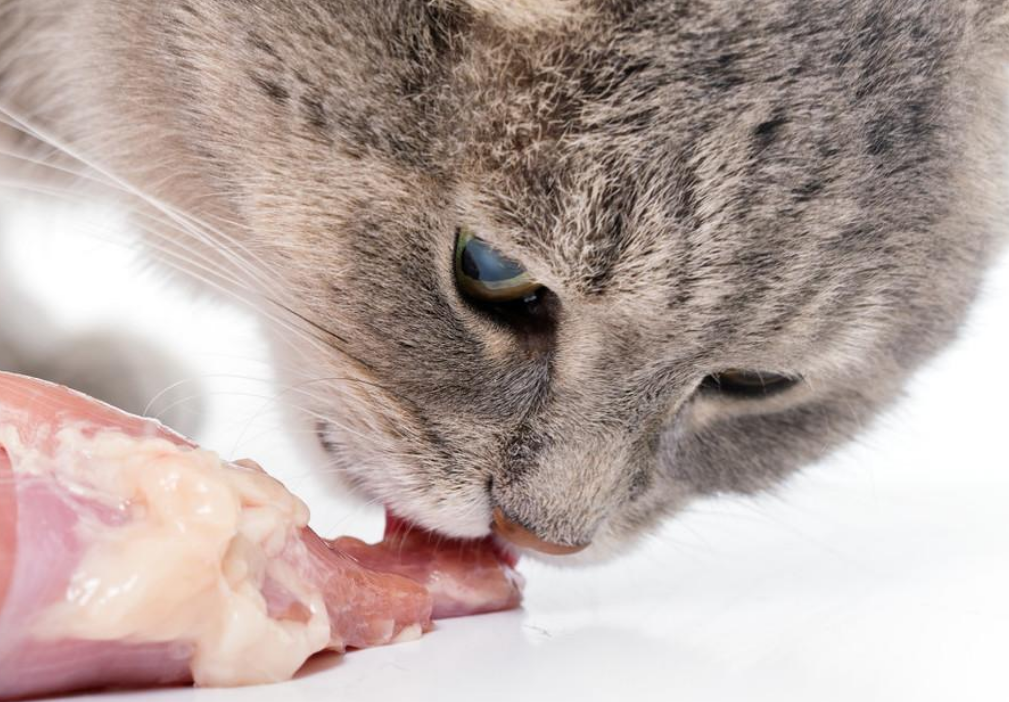 猫咪吃的生骨肉怎么做?