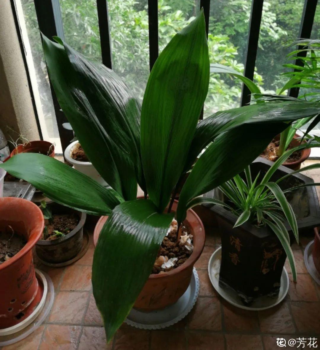 蜘蛛抱蛋这种花,长相清秀,一点也不吓人