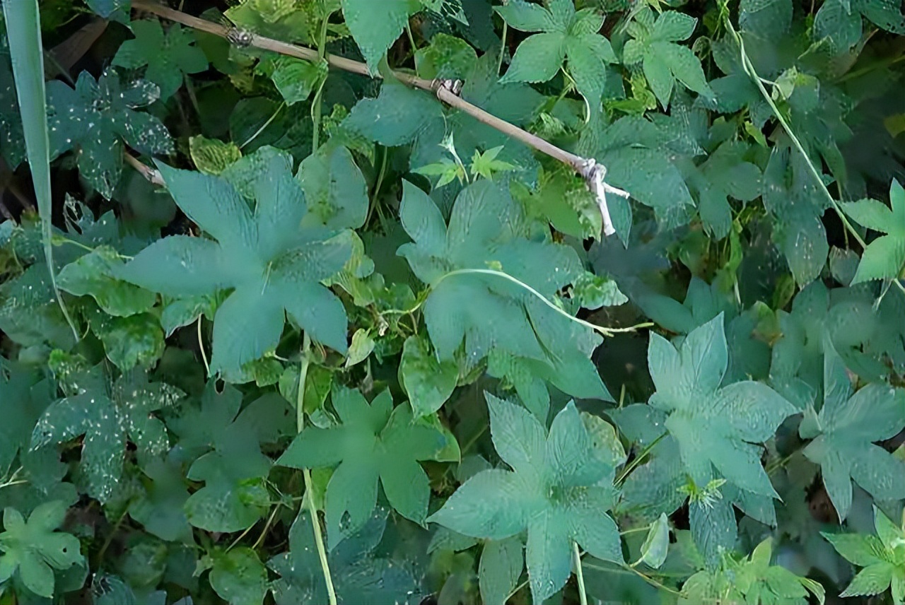 鸡了狗子的植物图片图片