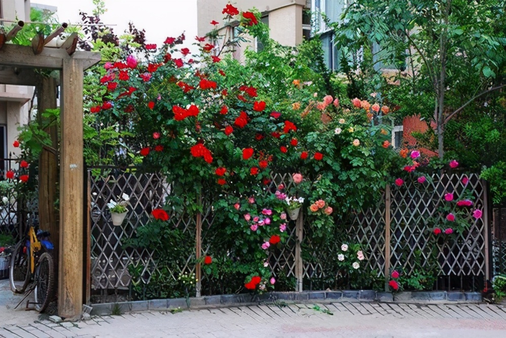 如果我有一个院子,我要打造成"梦想花园",低头种菜,抬头看花