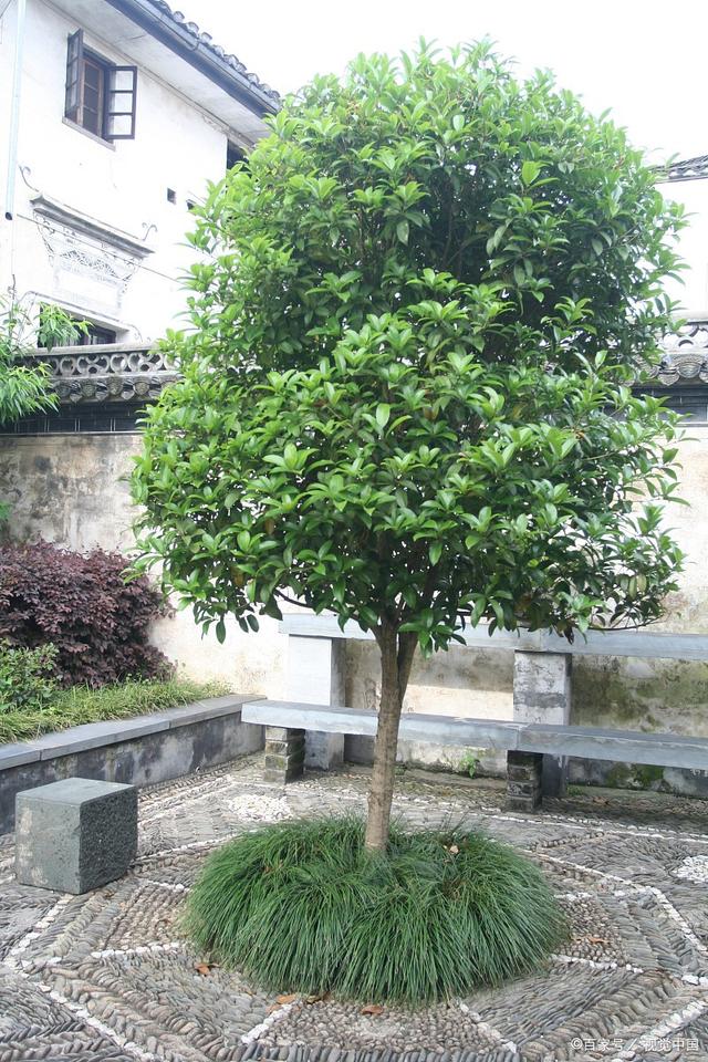 家有小院,选一棵树种上,适合种在院子里的5种树,漂亮又吉祥