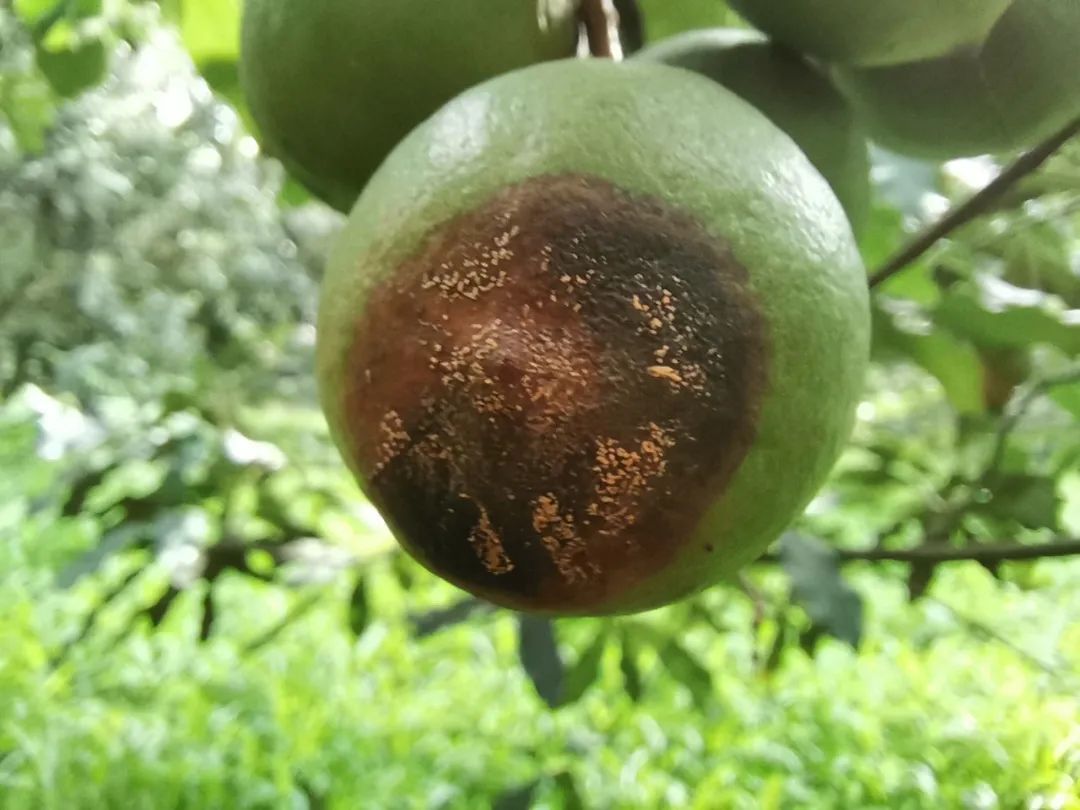 澳洲坚果炭疽病防治技术