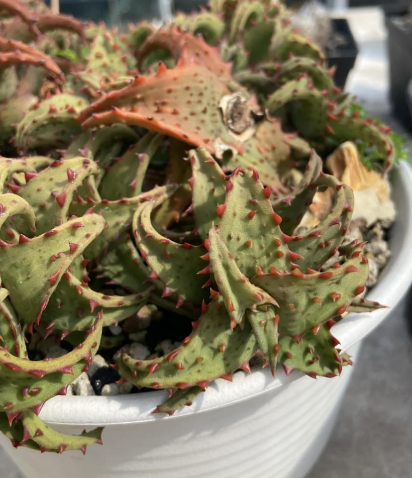 芦荟里的贵族,卡萨帝芦荟,叶子带尖刺,最保值的多肉!