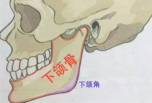 下颌角的位置