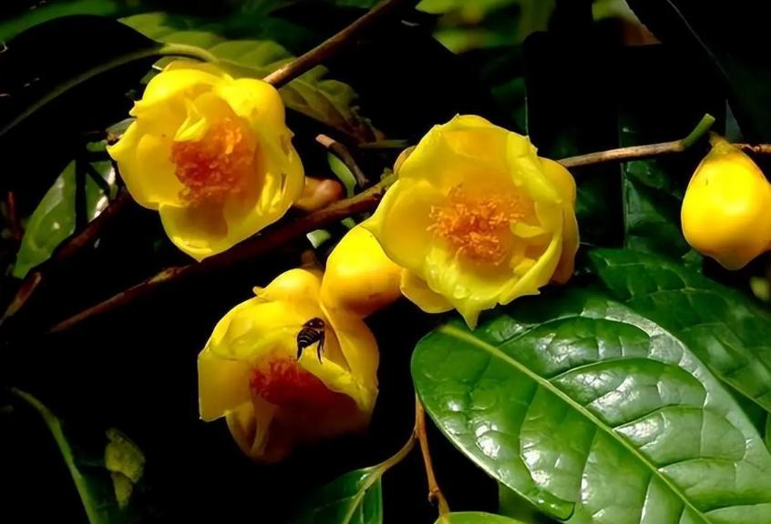 此花被誉为"植物金丝猴",金黄喜庆,营养丰富,耐赏佳品