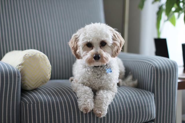 泰迪博美比熊小型犬吃什麼牌子的狗糧好?哪個牌子狗糧好性價比高