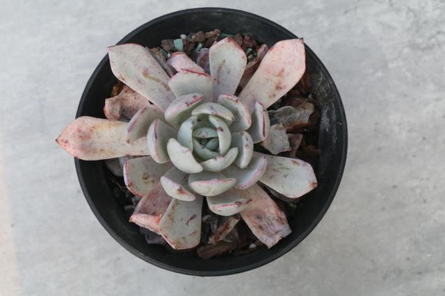 「雪诺」景天科拟石莲花属多肉植物,雪莲和剑斯诺娃杂交品种