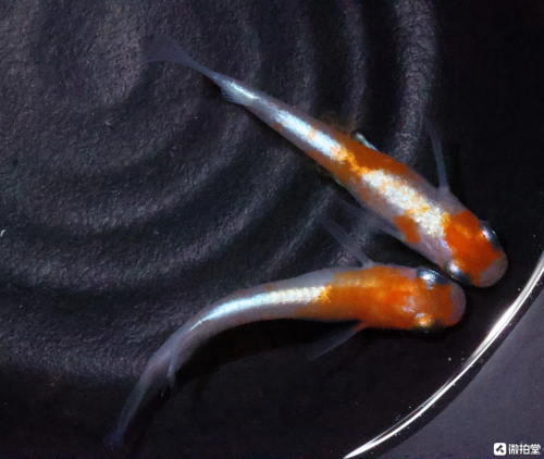 什么鱼可以养在笔洗里?微拍堂的"mini锦鲤"你见过吗?