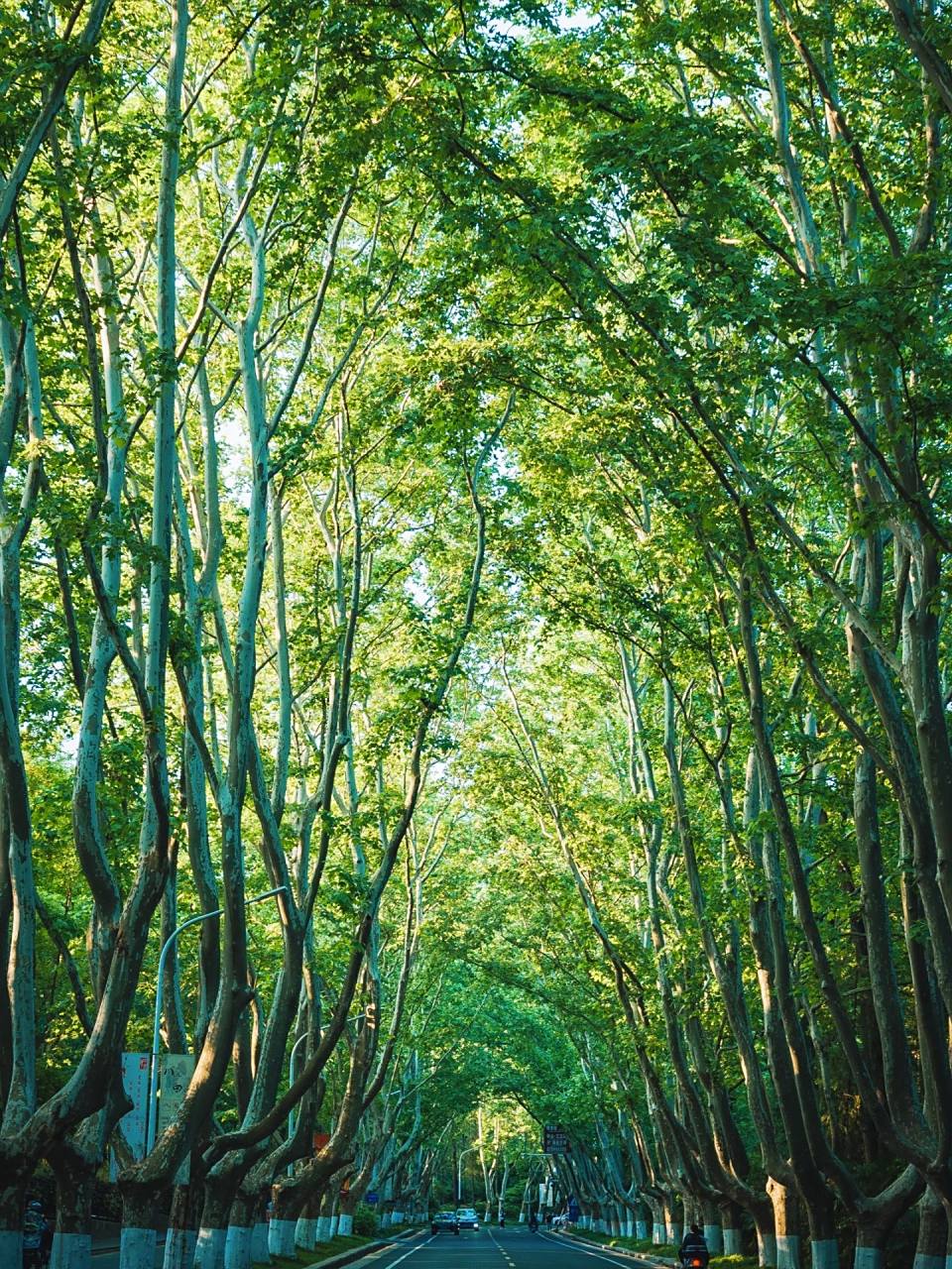 南京一定要去梧桐大道 95树是梧桐树,城是南京城95 94每当提及