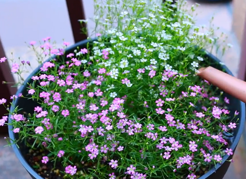 满天星花的种植技巧介绍,新手做到这几点,养出团团簇簇的大花球