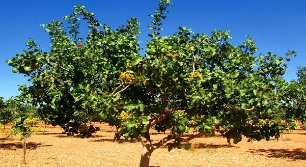 为什么开心果如此昂贵,为什么它们只在晚上收获?