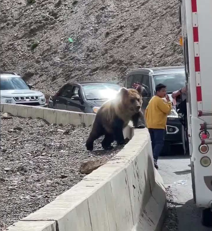 西藏那曲出现藏马熊,体态健壮,肌肉发达,过路人纷纷开窗投喂