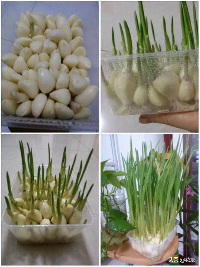 水培大蒜冬季怎么养?收几次?