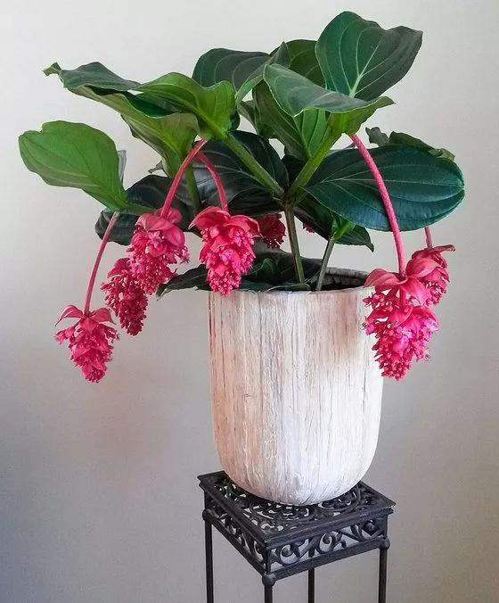 宝莲灯花怎么养殖方法