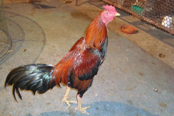 中国四大斗鸡有哪些?