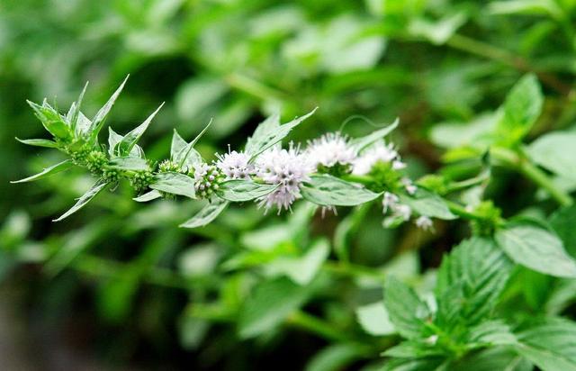 可以驱蚊的3种绿植,碧绿清爽还能"养人",很适合夏季在家养