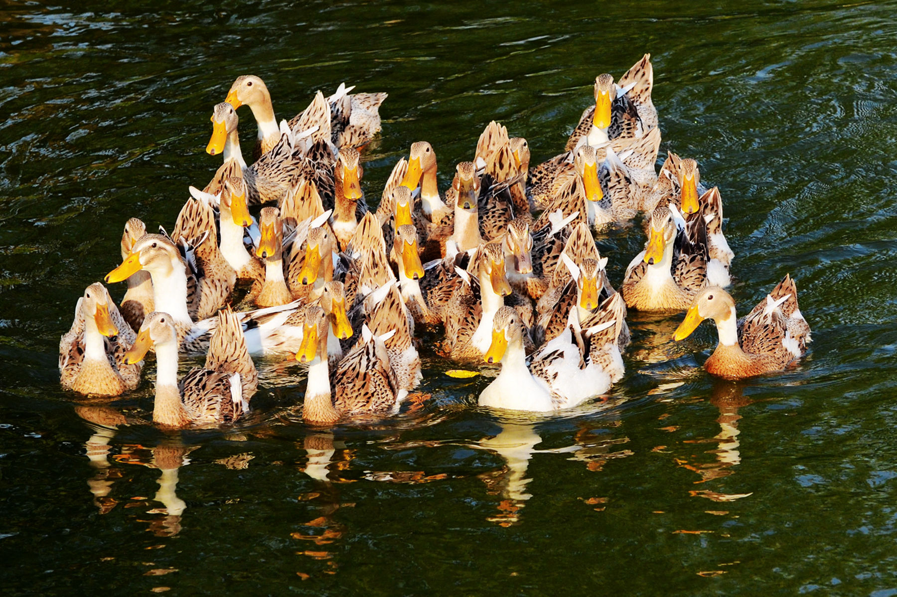 养鸭人赶快收藏学习!