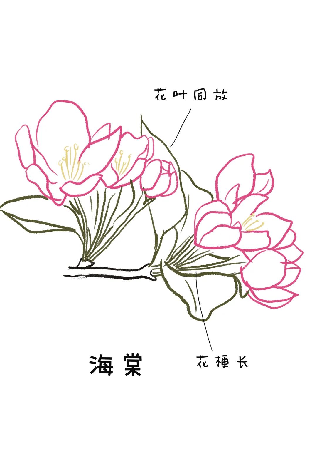 来自玉渊潭公园的春花科普贴