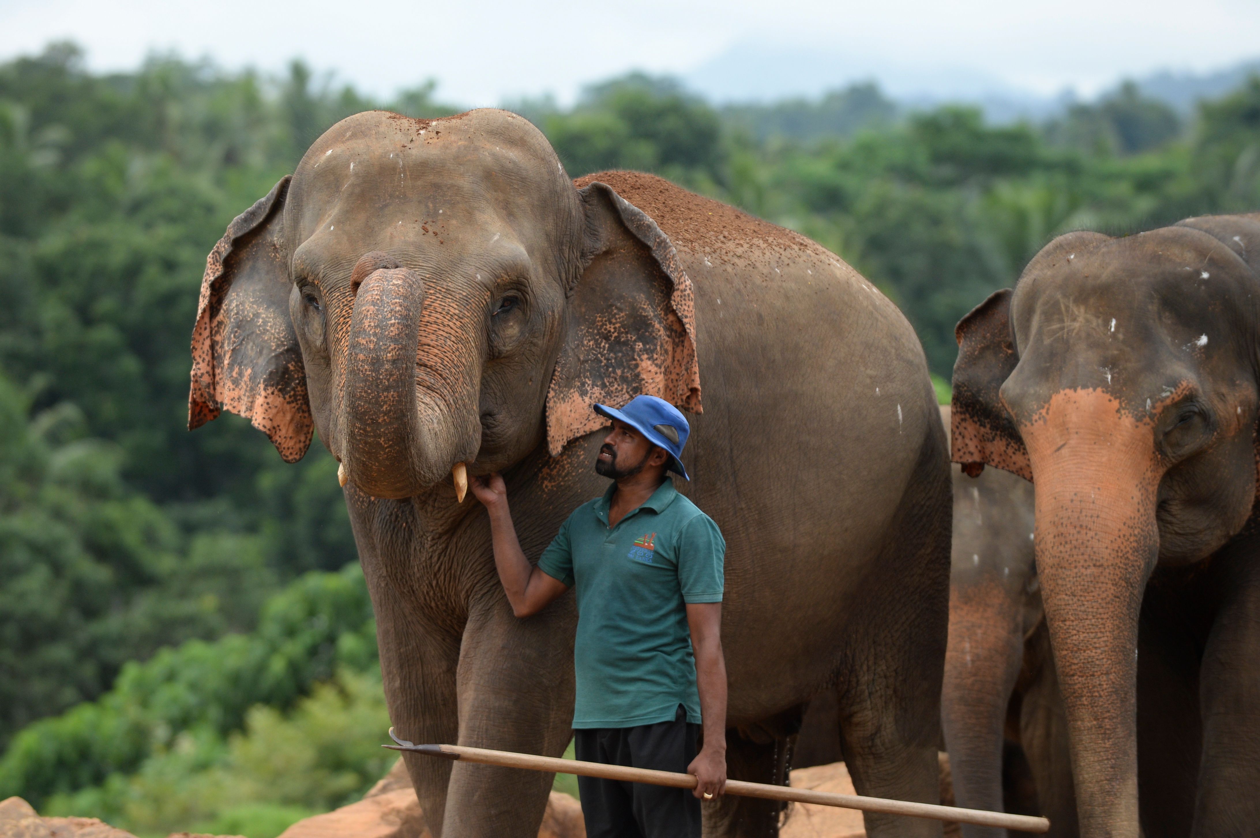 走进斯里兰卡的大象孤儿院