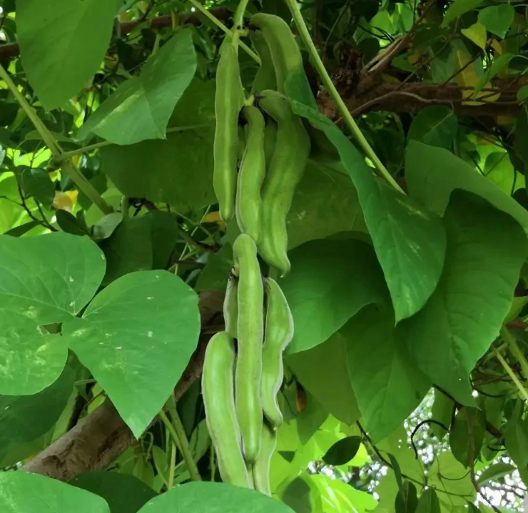 有南方麻豆菜之称的黧豆,能当菜也能入药,为何没人种了?