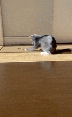 看到猫同伴在吃猫条后,这猫的表情亮了!