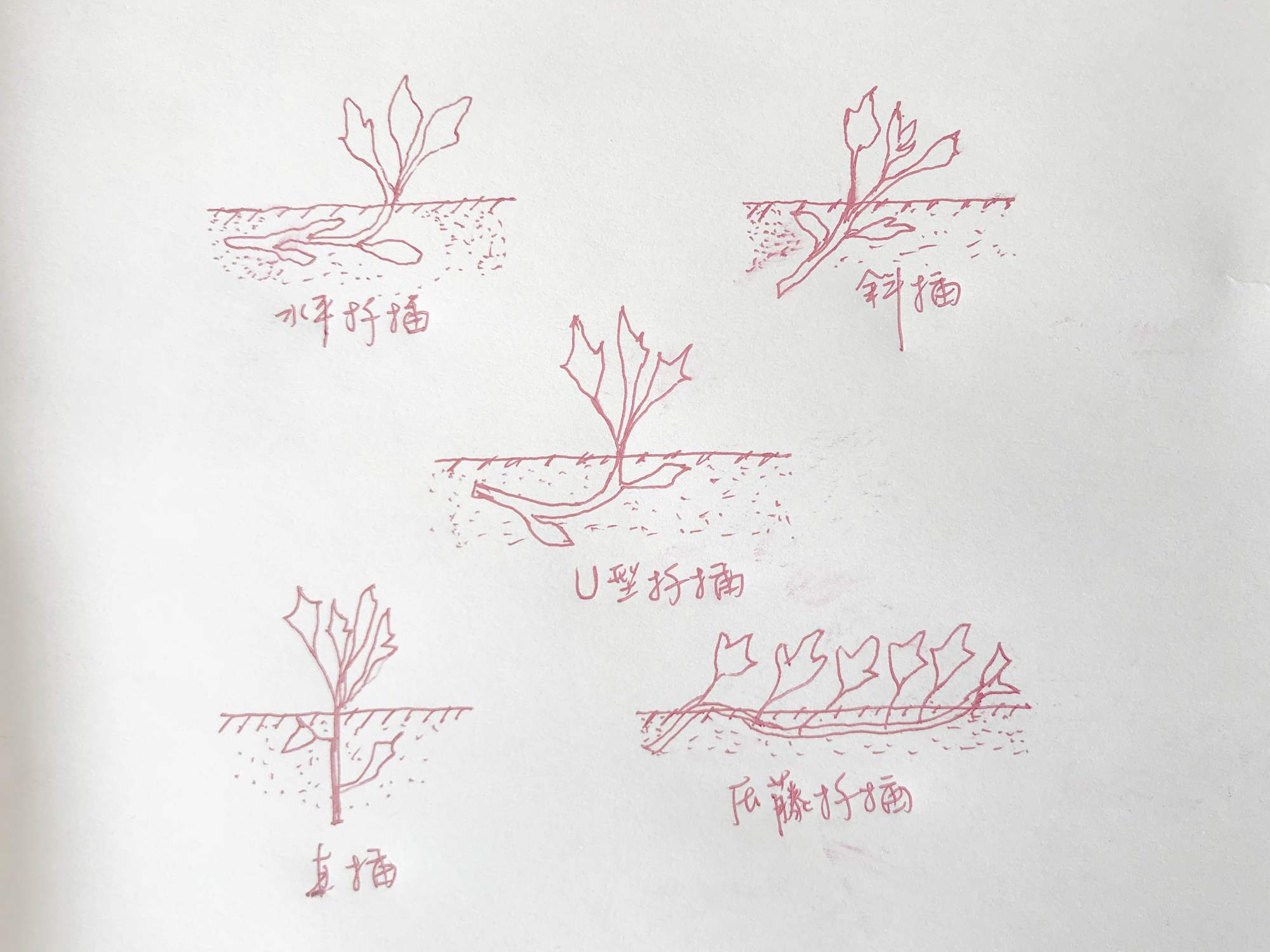 春薯即将种植,水平,斜插,压藤,不同扦插方法如何选?我来教你