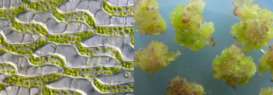 植物干细胞vs愈伤组织细胞