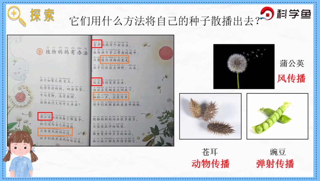 种子的传播方法（种子是怎样传播的） 第3张