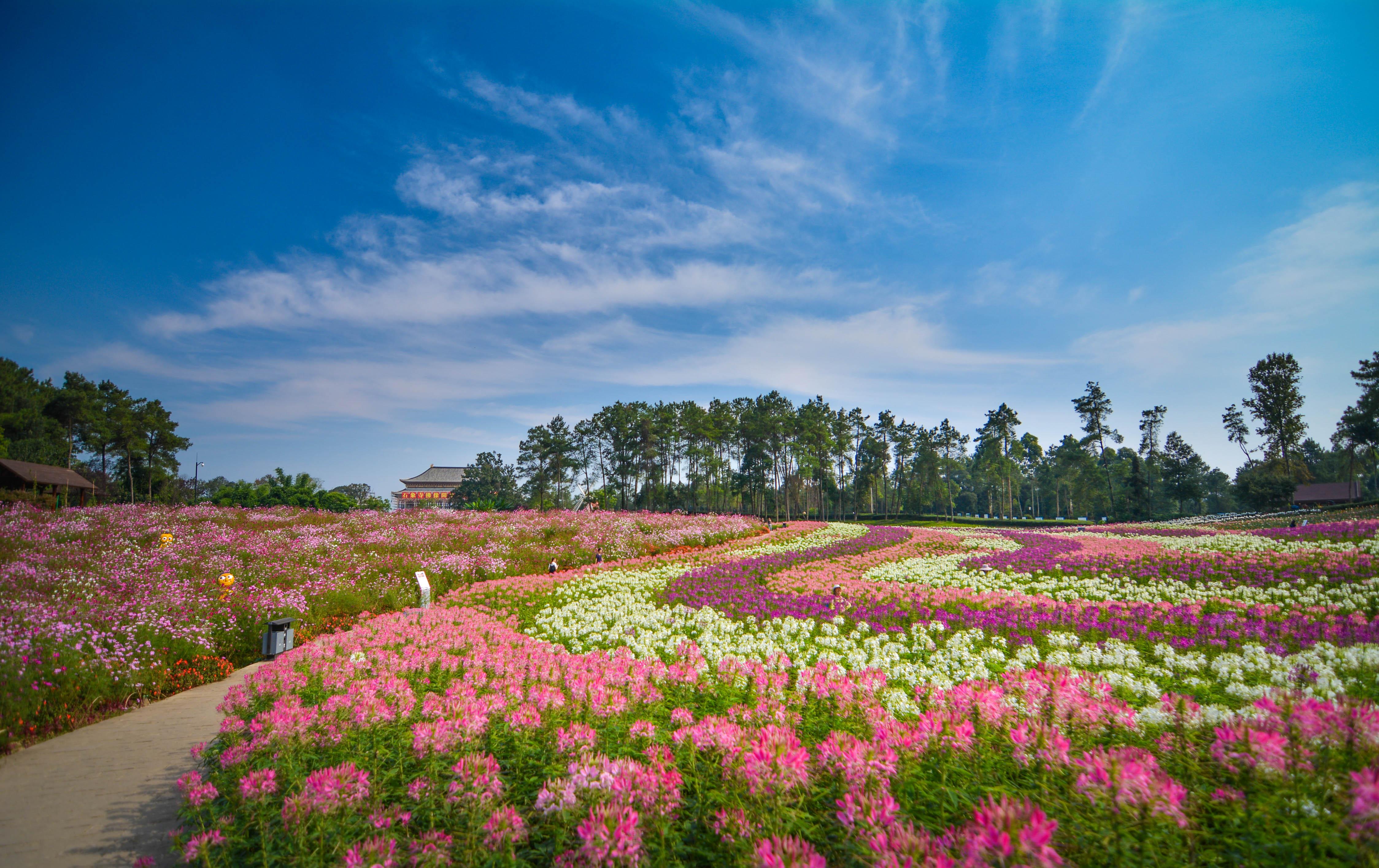 四川省蒲江县农业农村局农民专业合作社平台建设及运维服务项目