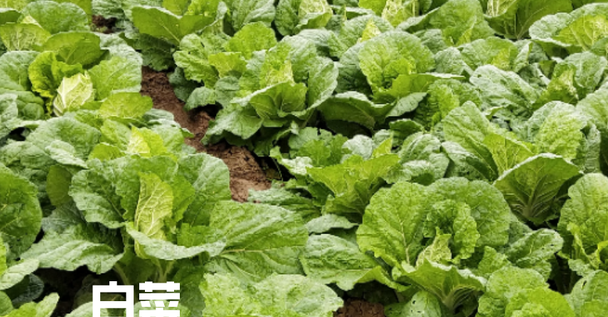大白菜结球期喷洒包心剂,促进结球,亩产多一成?