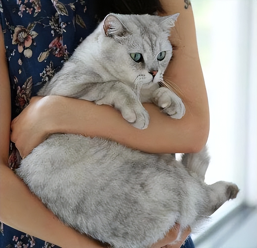 抱猫姿势不对,小心猫咪跟你急!一键get正确姿势