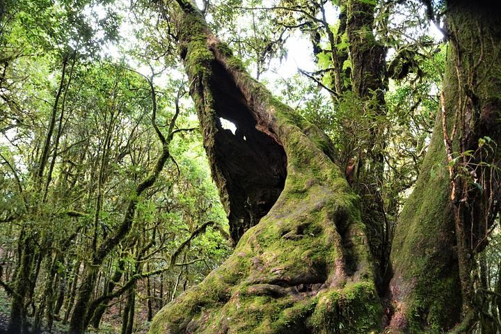 神秘的云南哀牢山,传说大山深处藏有宝藏,一般人不敢也不想进去