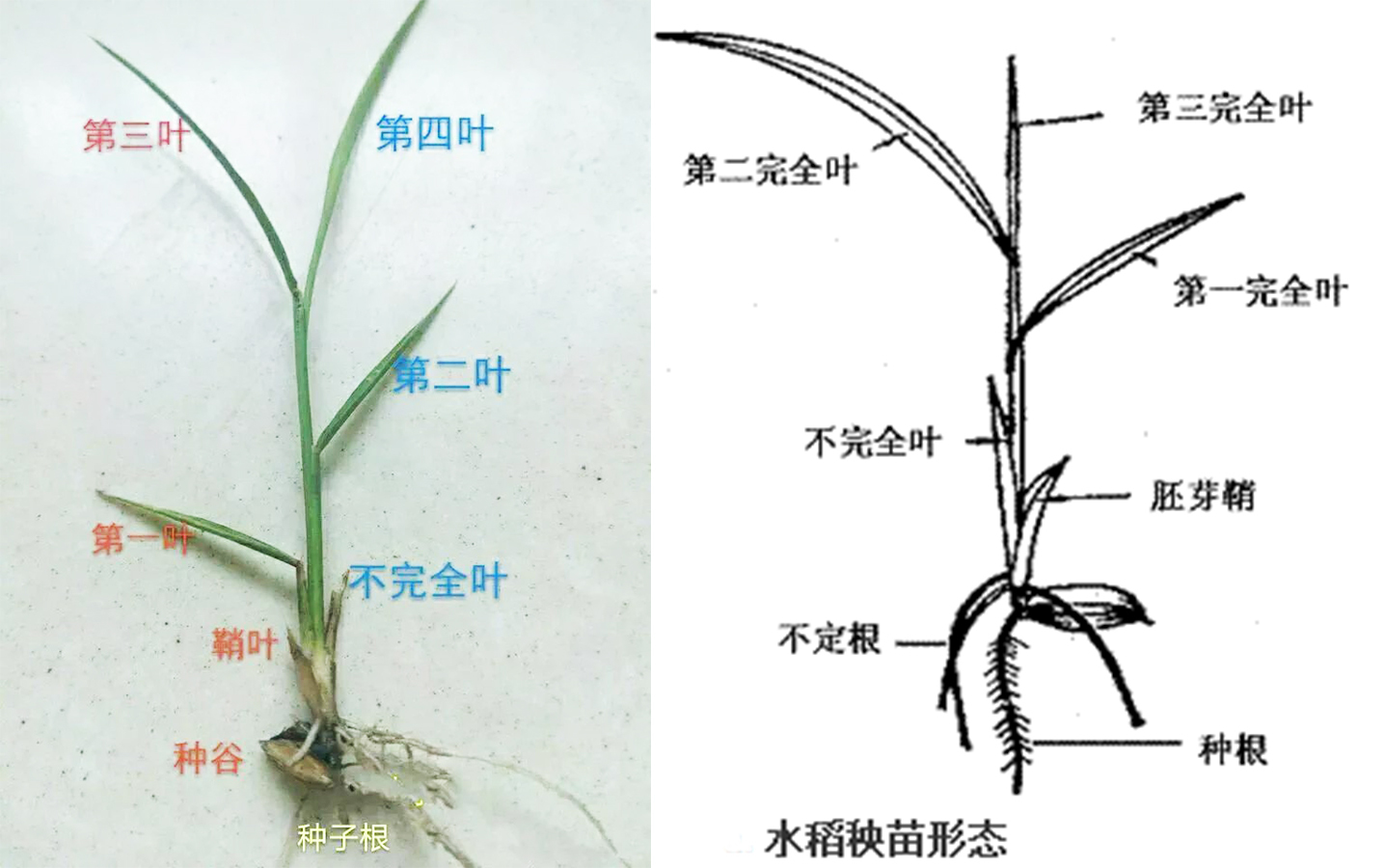 水稻茎叶除草,如何正确判断叶龄?3叶期与3叶1心有区别吗?