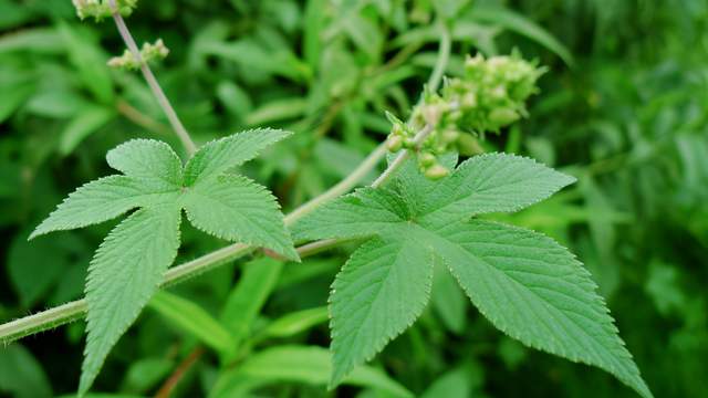 农村常见的植物拉拉秧,长有小刺,用来喂鸡能提高产蛋率
