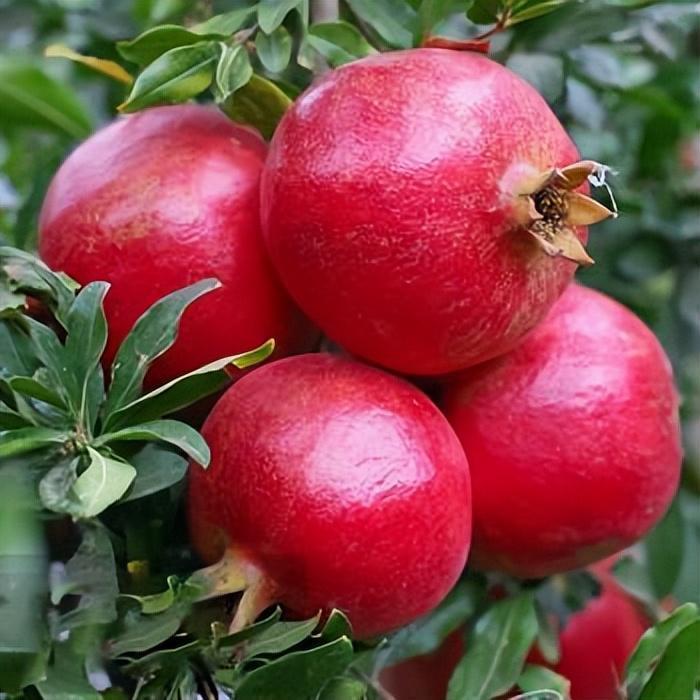 在家里种石榴,把握一些小技巧,幼苗生长快,红彤彤的果实挂满树