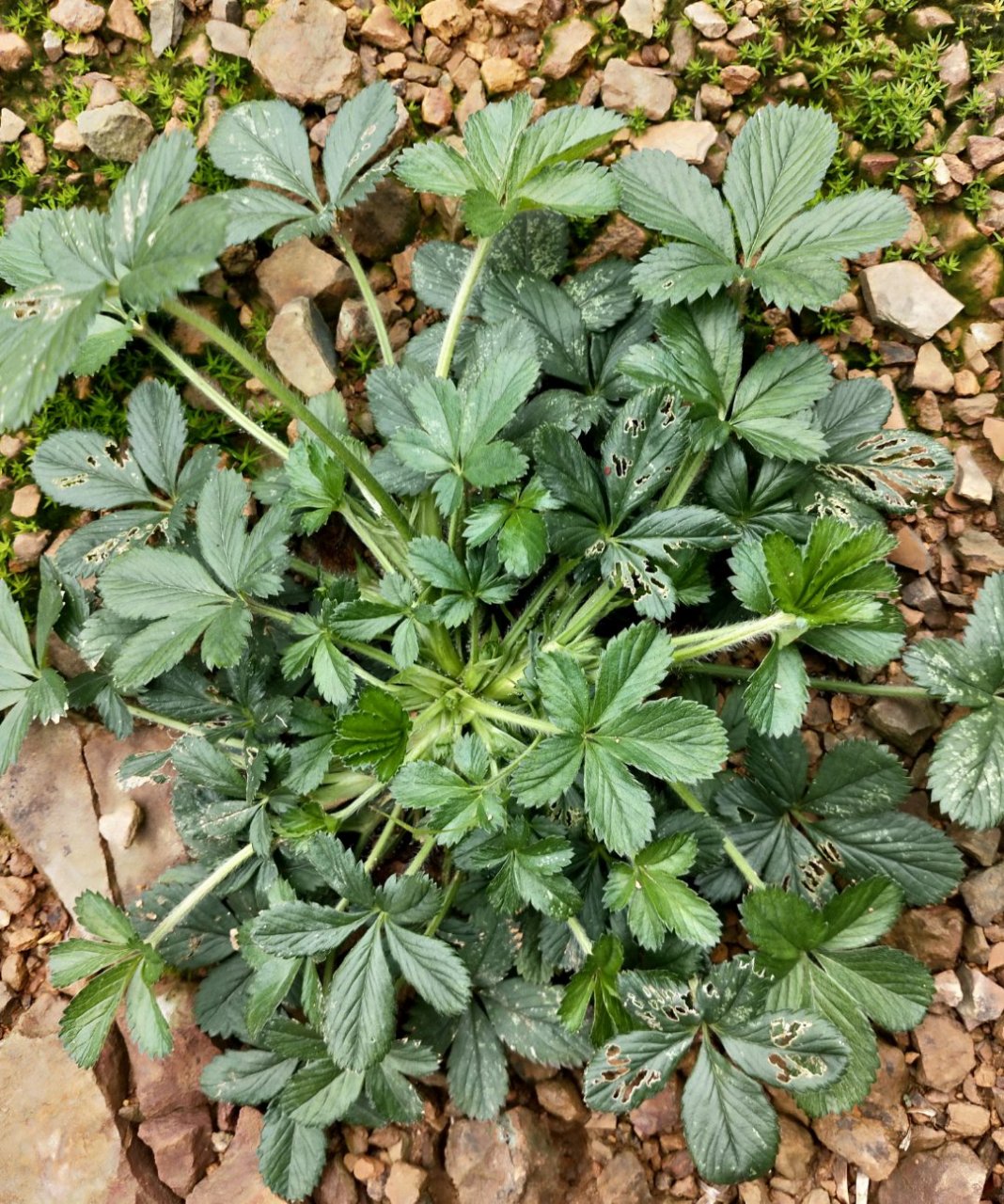 农村很不起眼的植物止咳草,却浑身是宝,被老人称之为五皮风