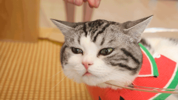 猫界最