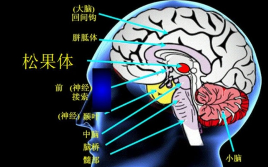 我国古籍也有记载,松果体是第三只眼?