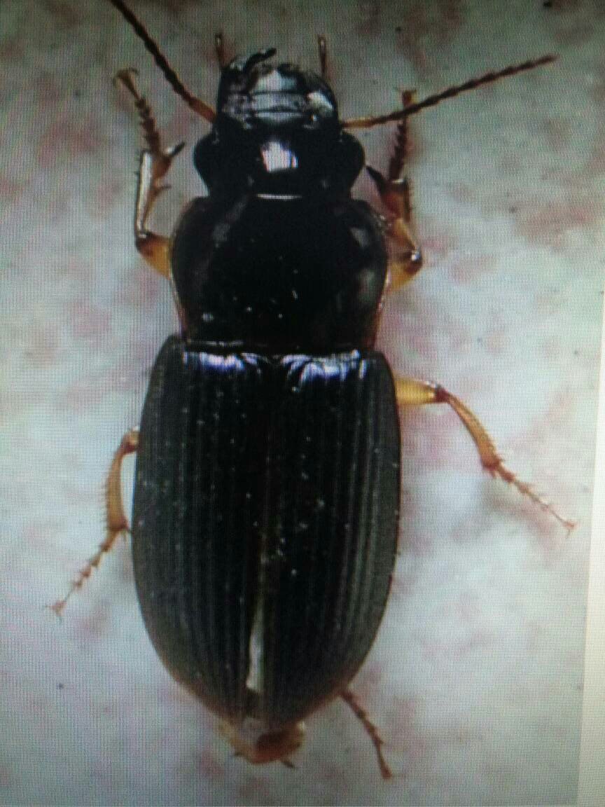 夏天到了,中华婪步甲四处进入家中,它的特和应对办法