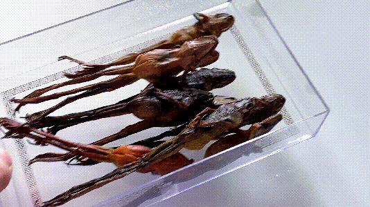 135元买10只雪蛤,菊子做粤式甜汤木瓜炖雪蛤,广东朋友都爱吃