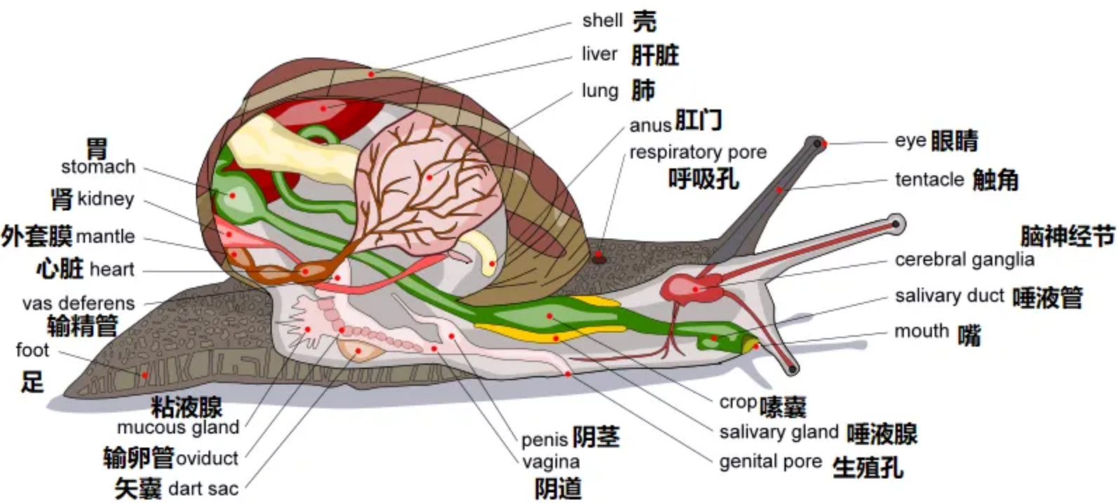 非洲野味巨型蜗牛泛滥