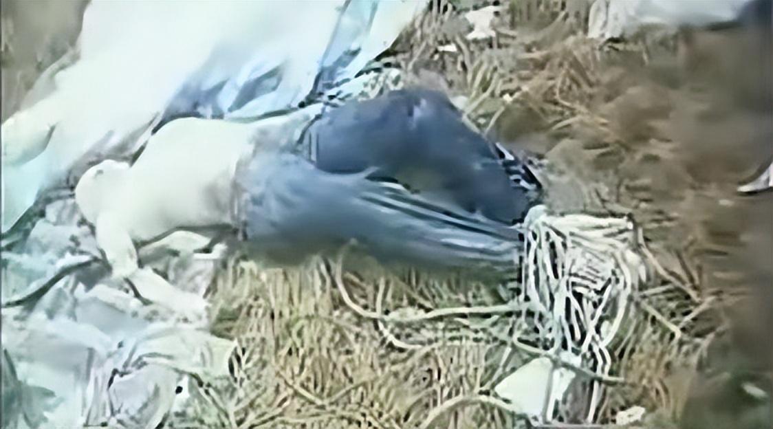 1999年警方抓捕长胜号大劫案残害23名船员犯罪嫌疑人真实影像