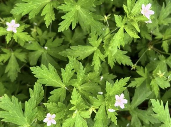 人称"生扯拢",农村老人常说全株有毒,咋还人工栽培